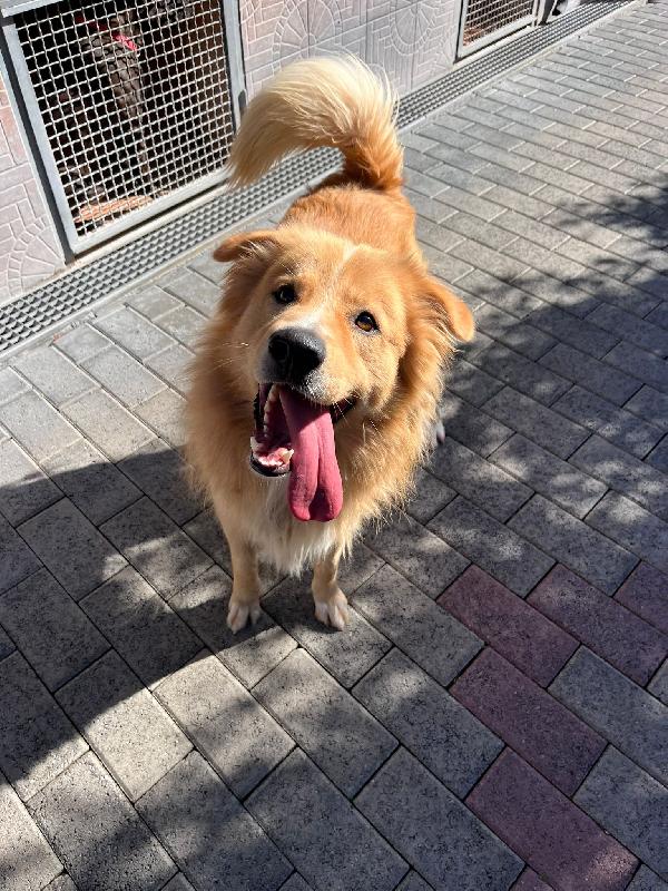 DIOR CAGNOLINO FULVO Foto 6